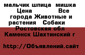 мальчик шпица (мишка) › Цена ­ 55 000 - Все города Животные и растения » Собаки   . Ростовская обл.,Каменск-Шахтинский г.